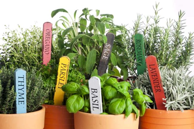 26 Top Herbal Remedies for Healing Natural Herbal Remedies