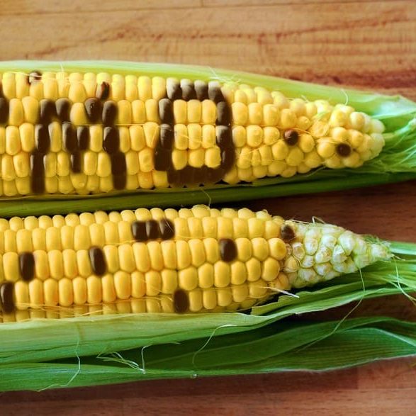 GMO Food List Avoid