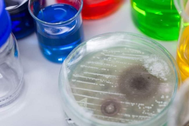Mold and Mycotoxins