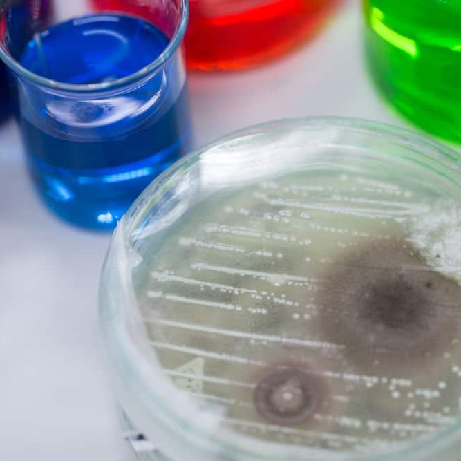 Mold and Mycotoxins