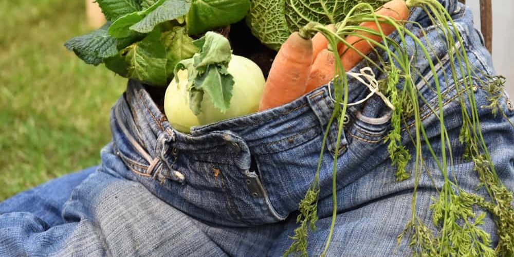 Remove the Causes and Heal Your Gut with Nutrition Key Causes Gut Issues